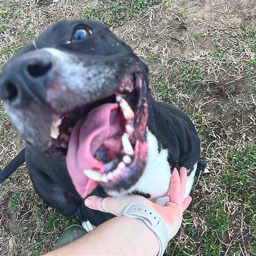 Honeybee — thumbnail 7