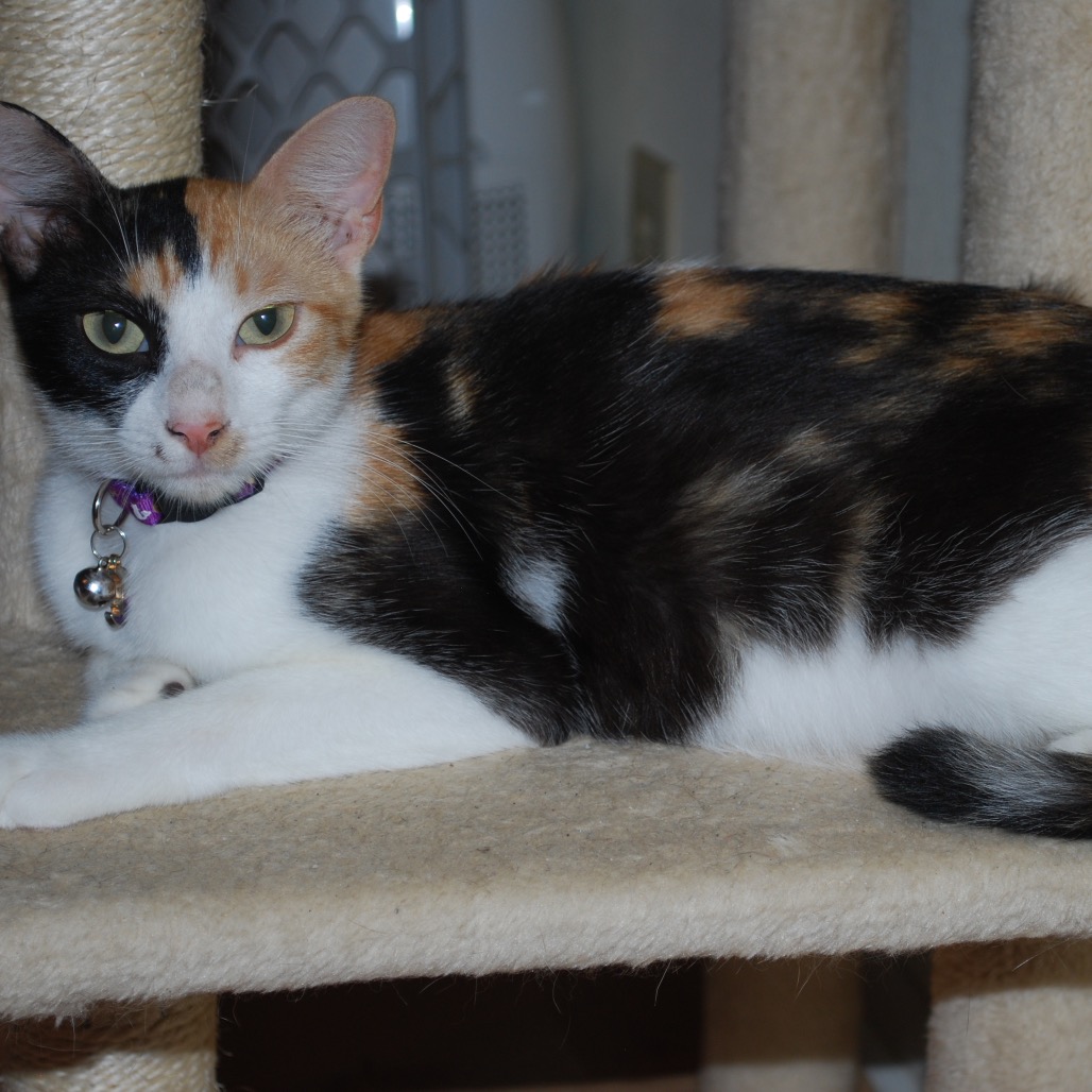 Peaches, photo 5