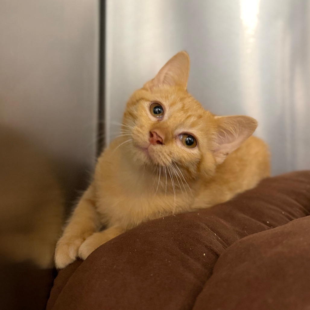 ANNA - Domestic Shorthair available for adoption