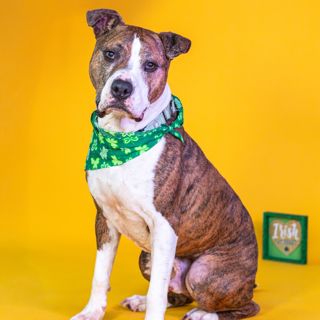 Jax, adoptable senior dog