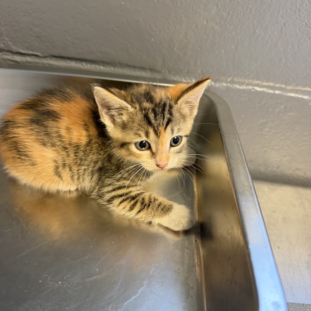Tusc Stray 84839 2 3 4