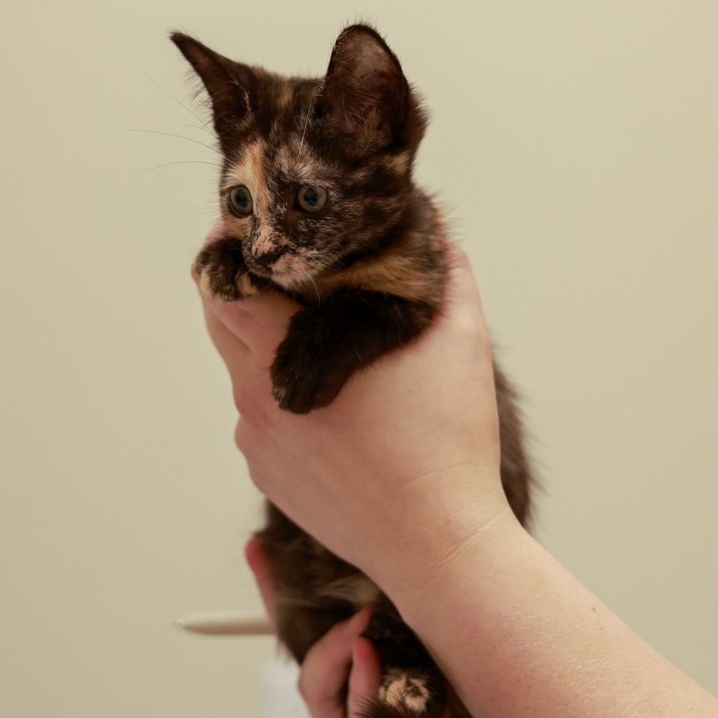 Esme, photo 2