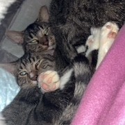 Cocoon--In Foster, photo 7