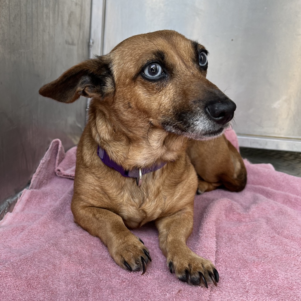 Chica — thumbnail 2