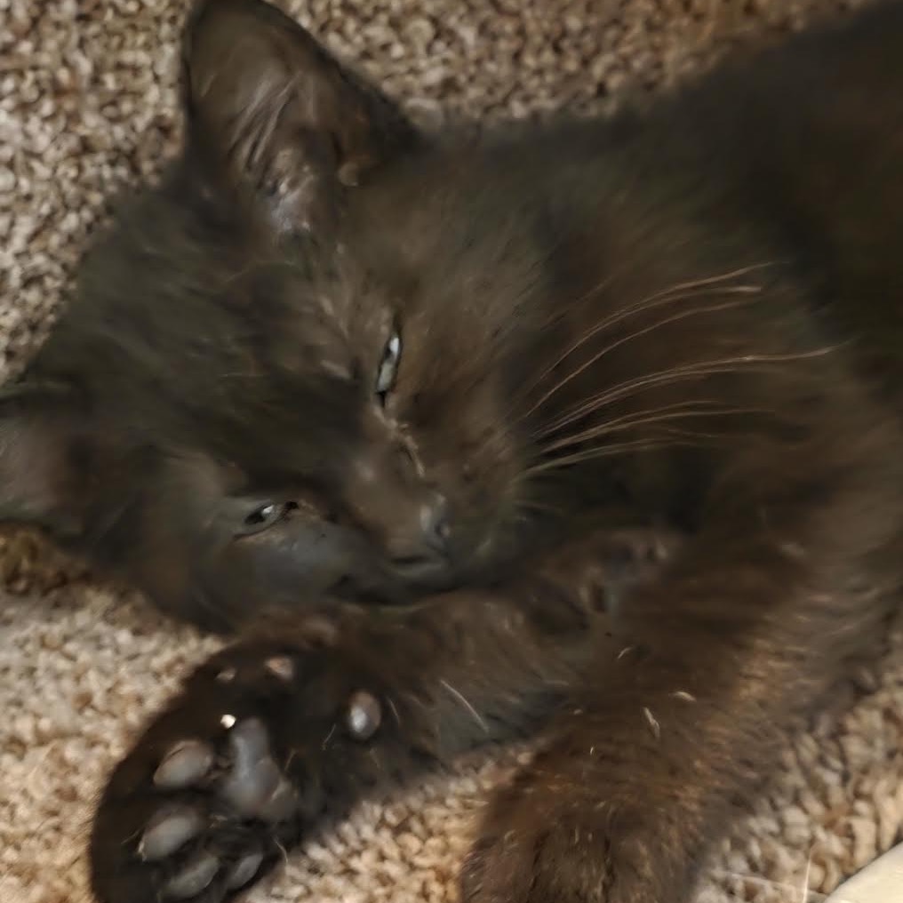 LAVA CAKE - Domestic Shorthair available for adoption