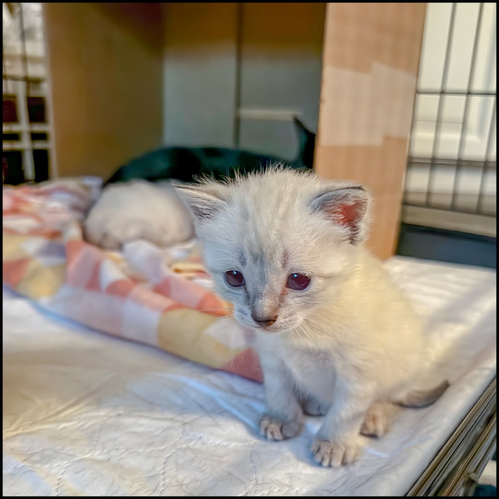 DAPHNE BLAKE - Siamese / Mix available for adoption