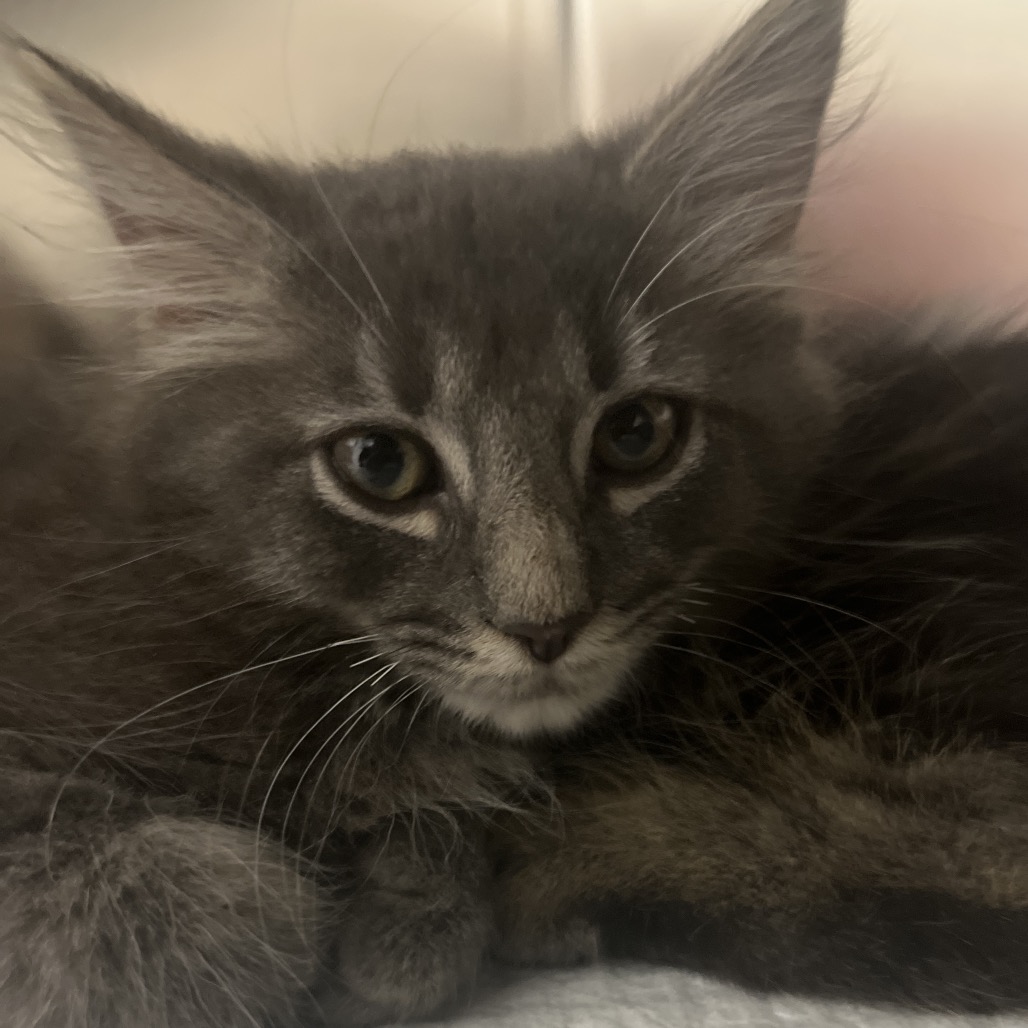 BUTCH - Domestic Medium Hair available for adoption