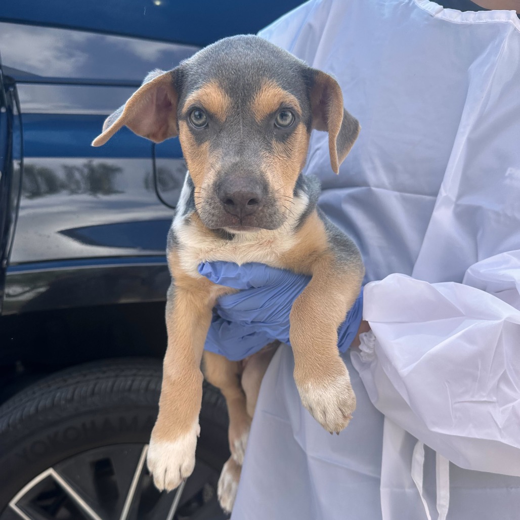 KATY KAT - Terrier / American Pit Bull available for adoption