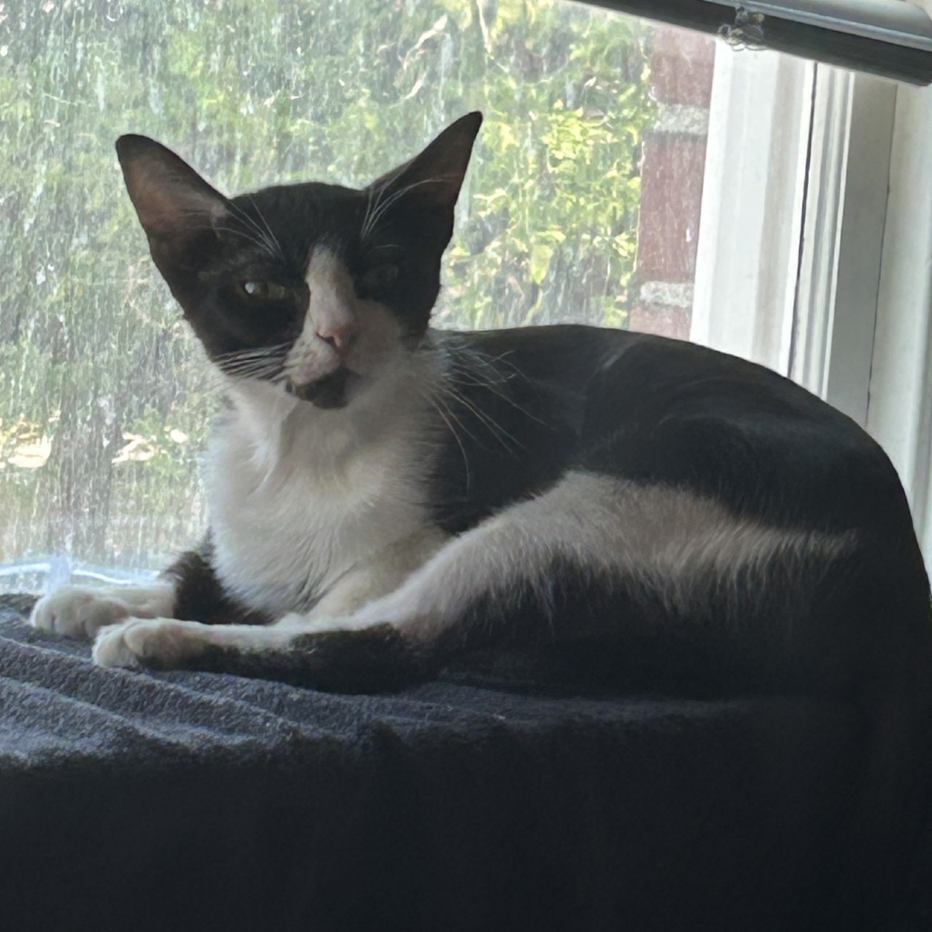 Photo of Sailor Cat Ada
