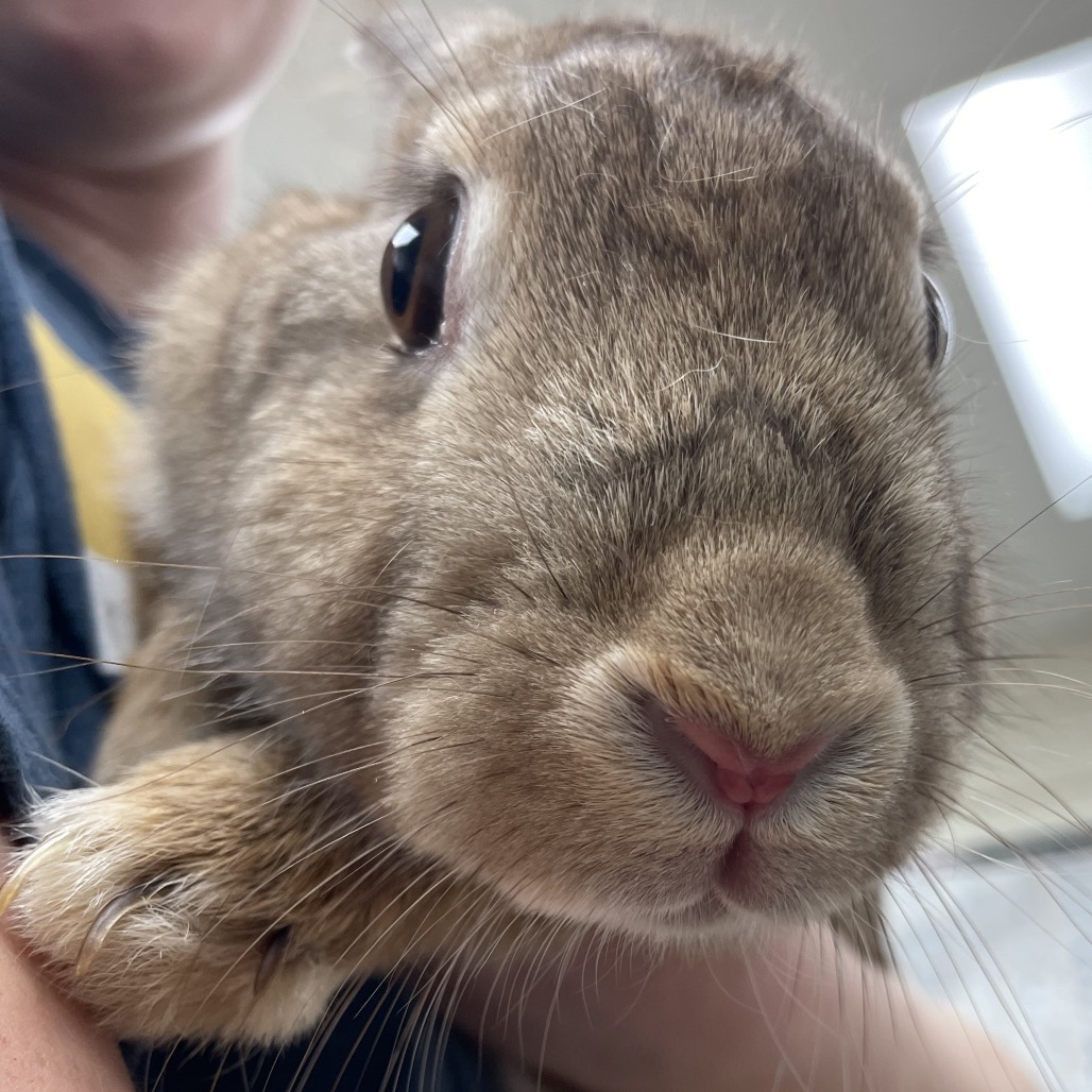 ANUA - American Sable available for adoption