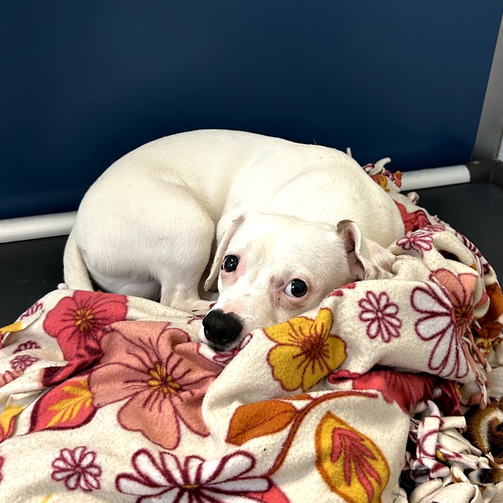 Ernie — thumbnail 2