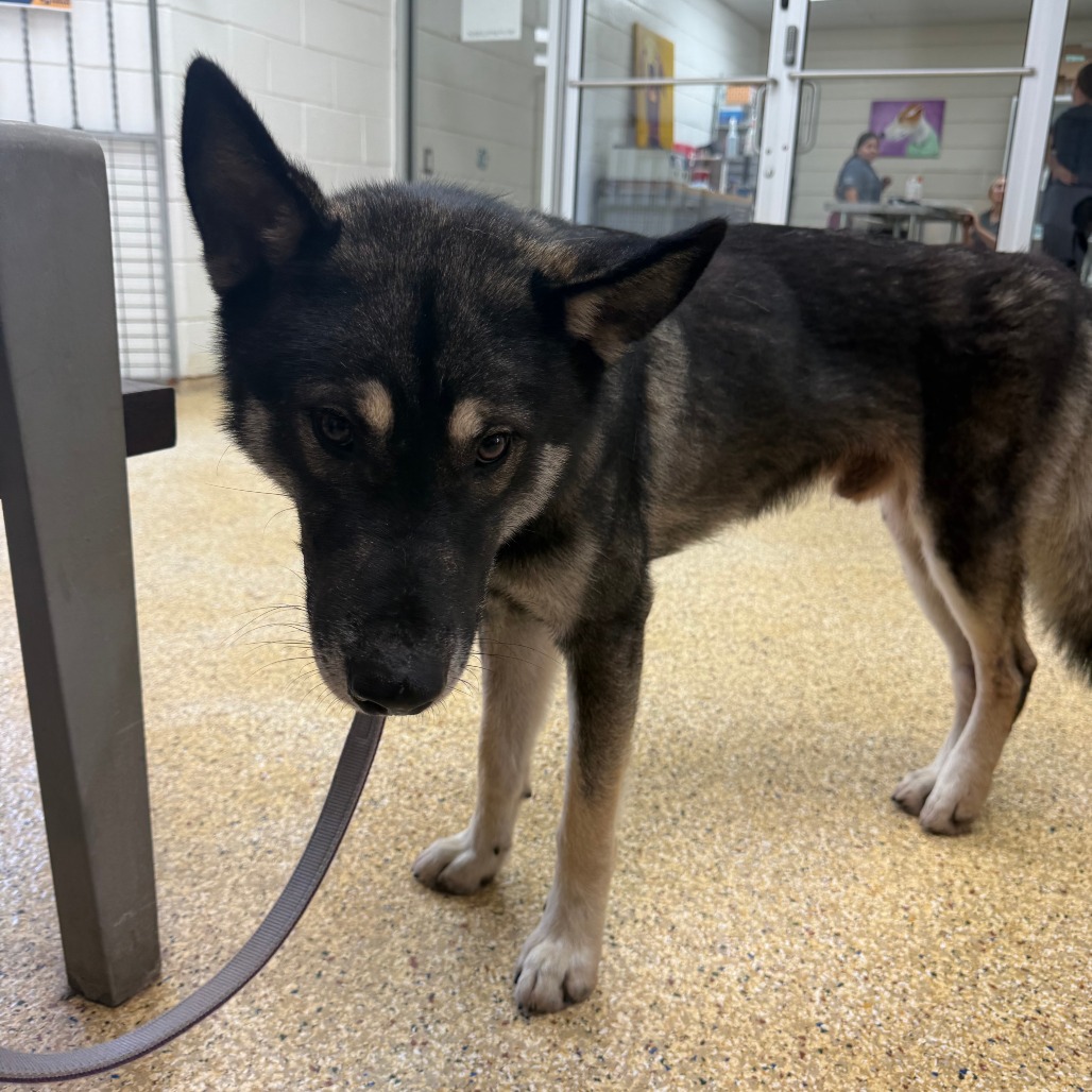 ROCKY - Husky available for adoption
