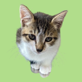 Tusc Stray 82249