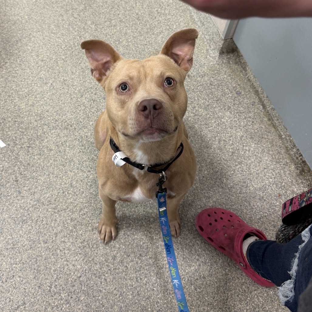 Mixed Breed