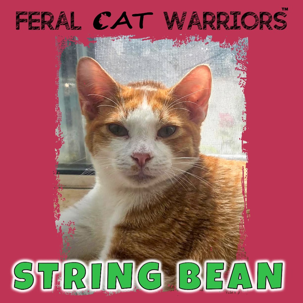 String Bean