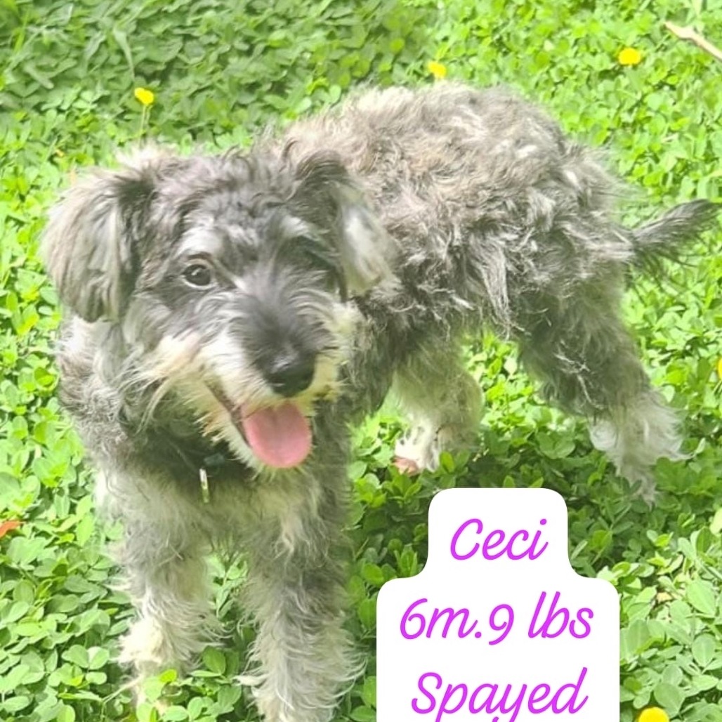 Ceci