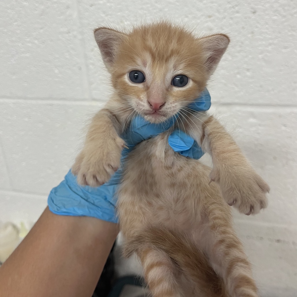 CLARK - Domestic Shorthair available for adoption