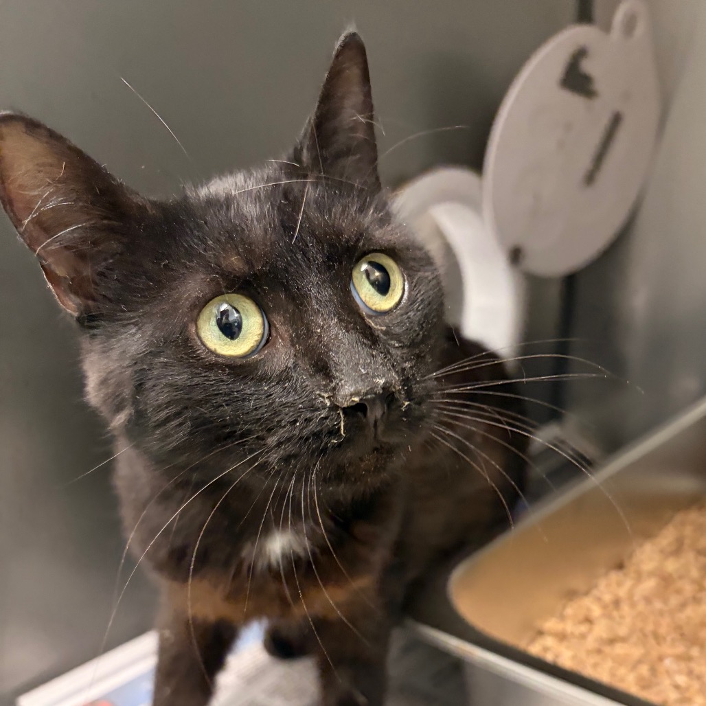 ASTEROID - Domestic Shorthair available for adoption