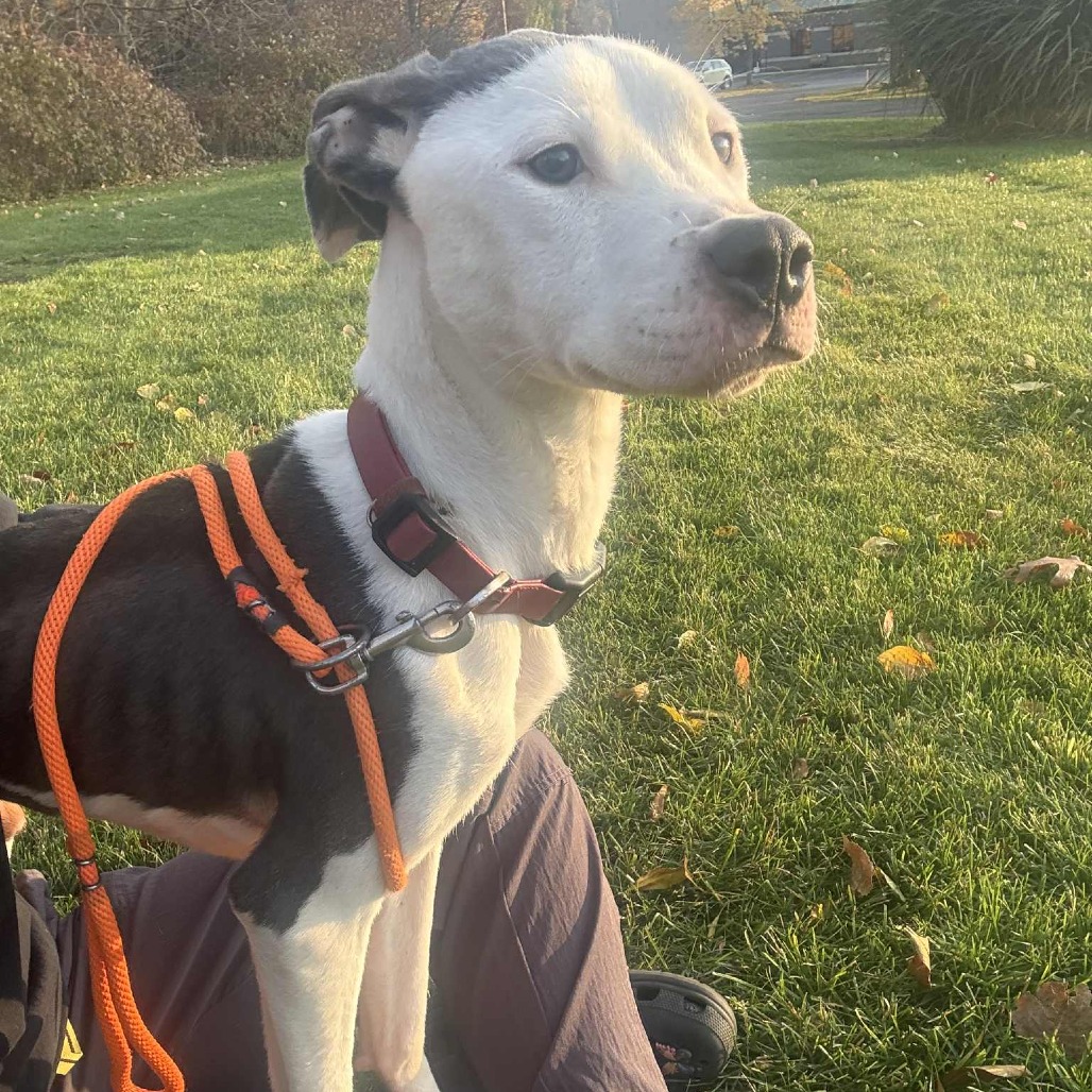 Champion-Foster — thumbnail 5