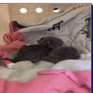 CAL - Domestic Shorthair available for adoption