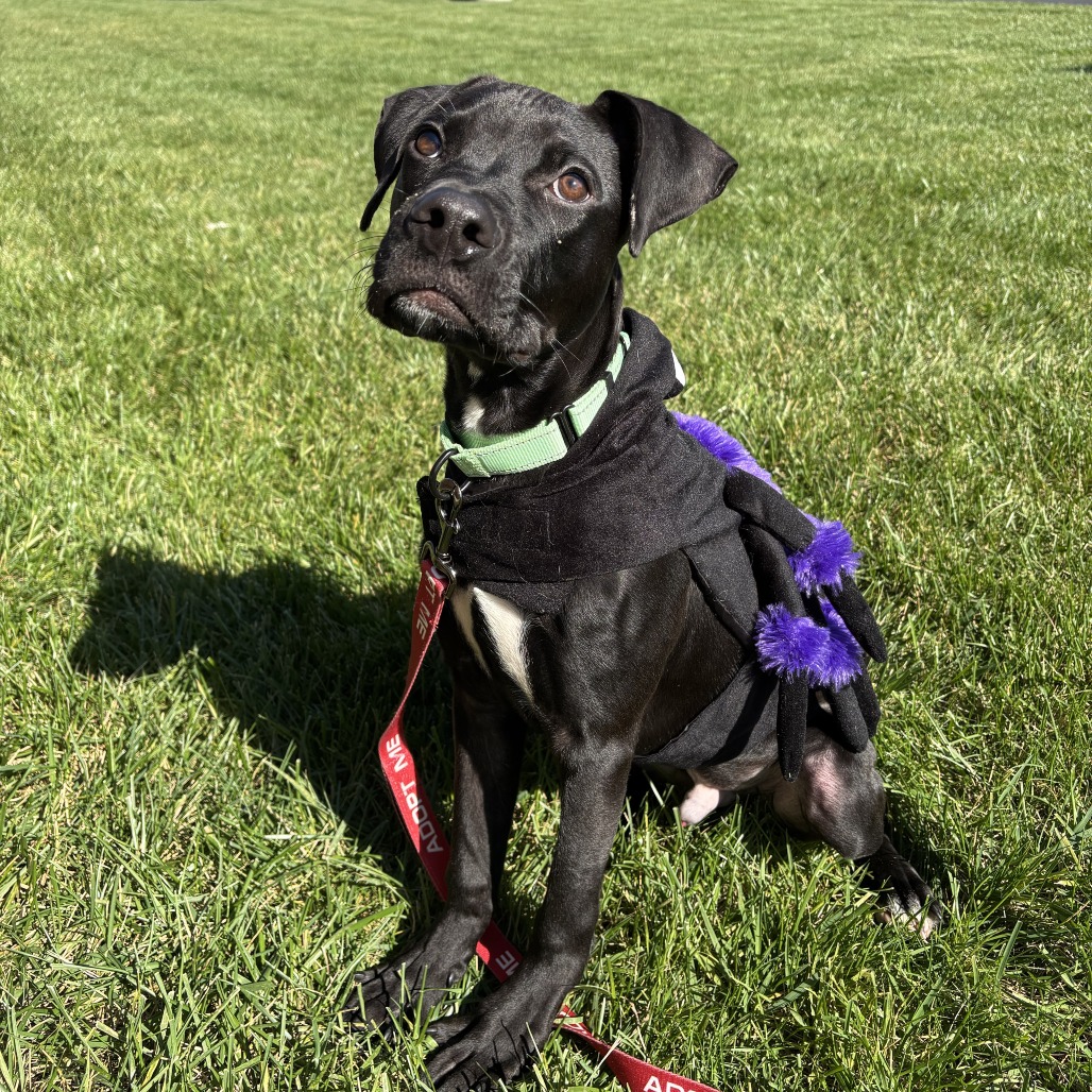 CHEWY - Mixed Breed (Medium) available for adoption