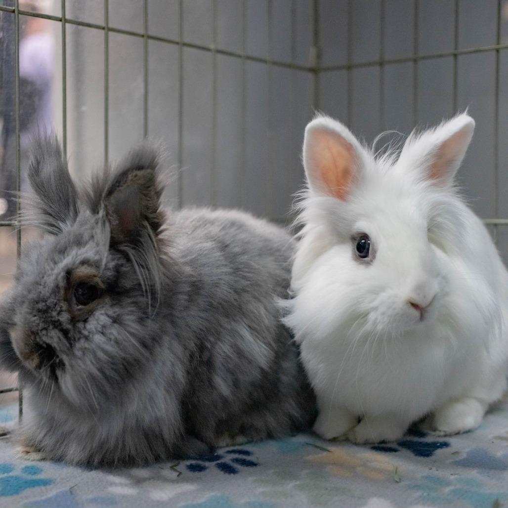 Chowder (bonded with Penny)