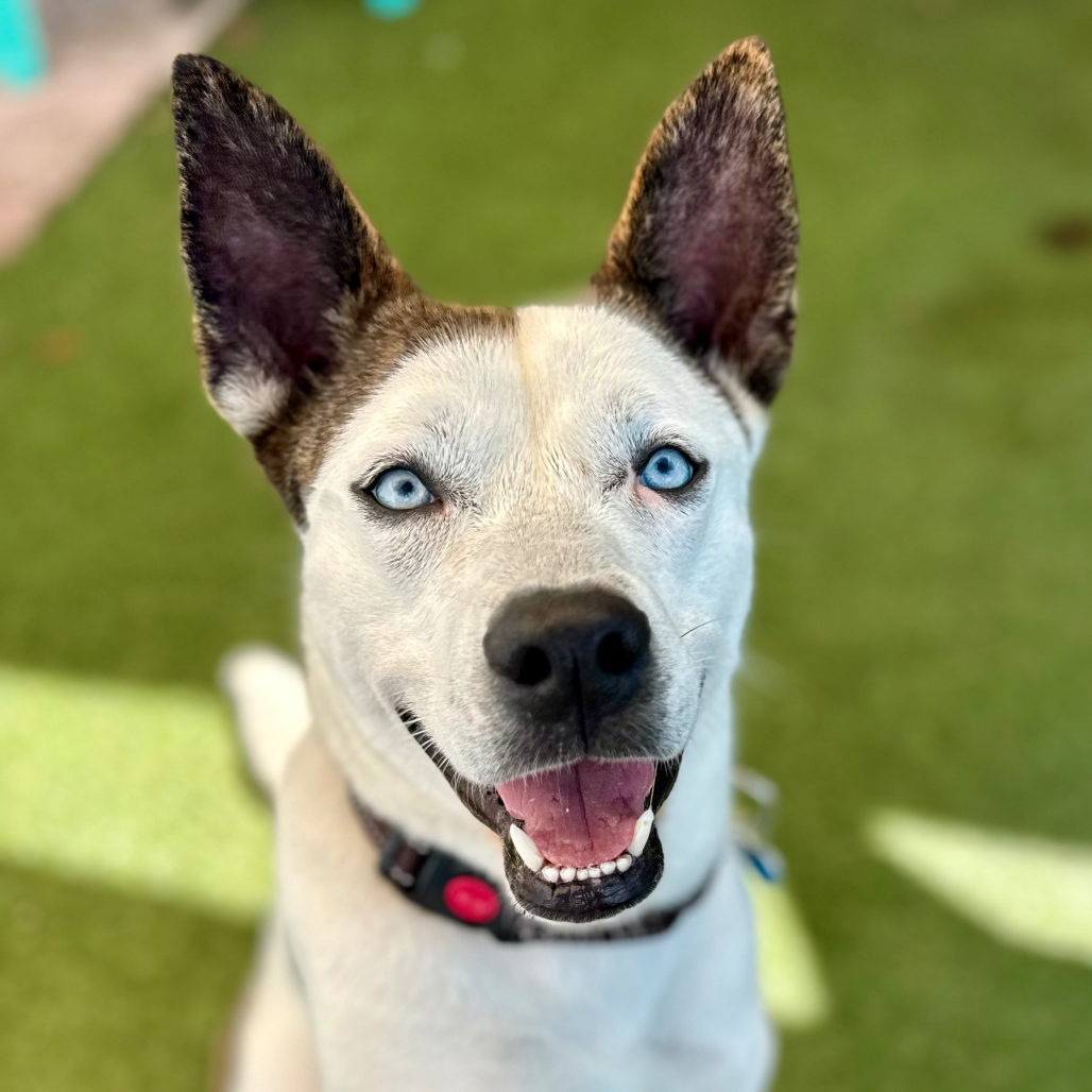 Another portrait of Benji