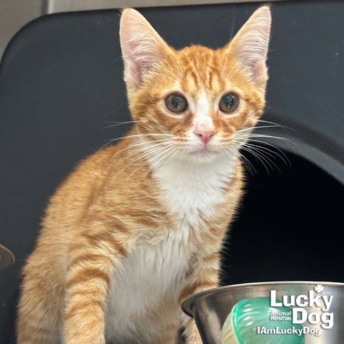 ELVIS - Domestic Shorthair available for adoption