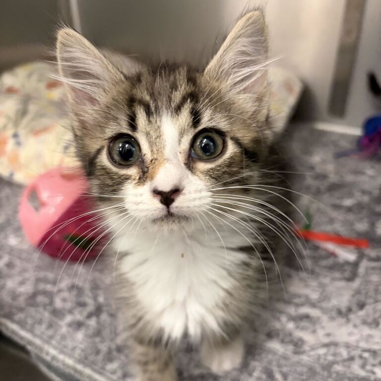 CUPCAKE - Domestic Medium Hair available for adoption