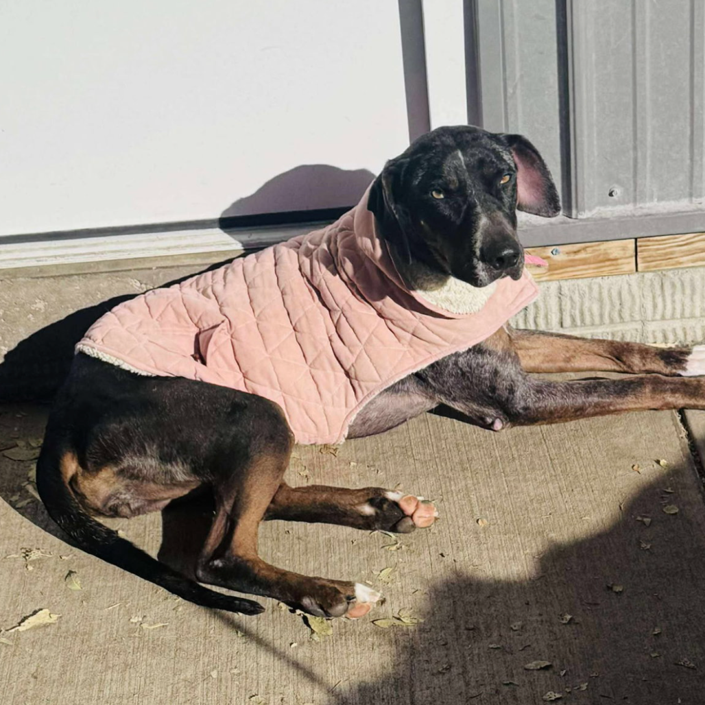 Allie, available for adoption