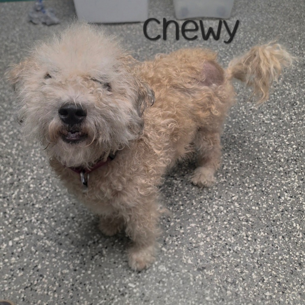CHEWY - Bichon Frise / Shih Tzu available for adoption
