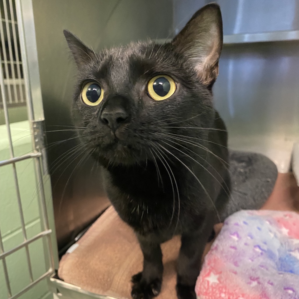 ISABELLE - Domestic Shorthair available for adoption