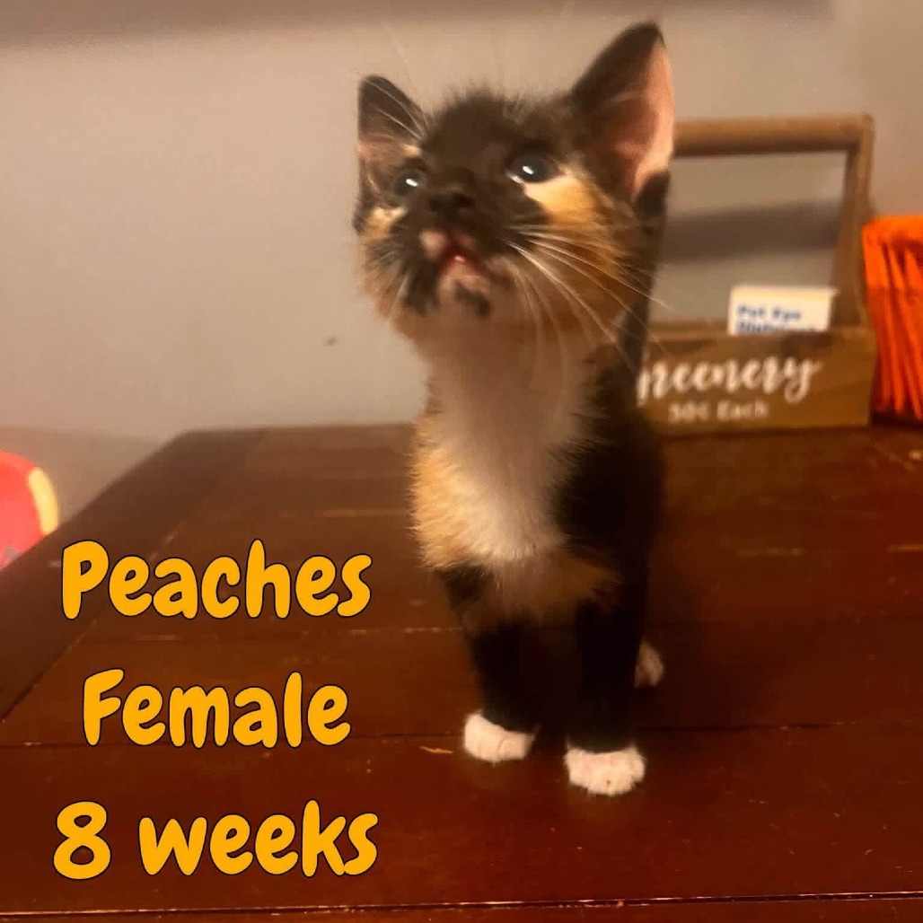 PEACHES - Domestic Shorthair available for adoption