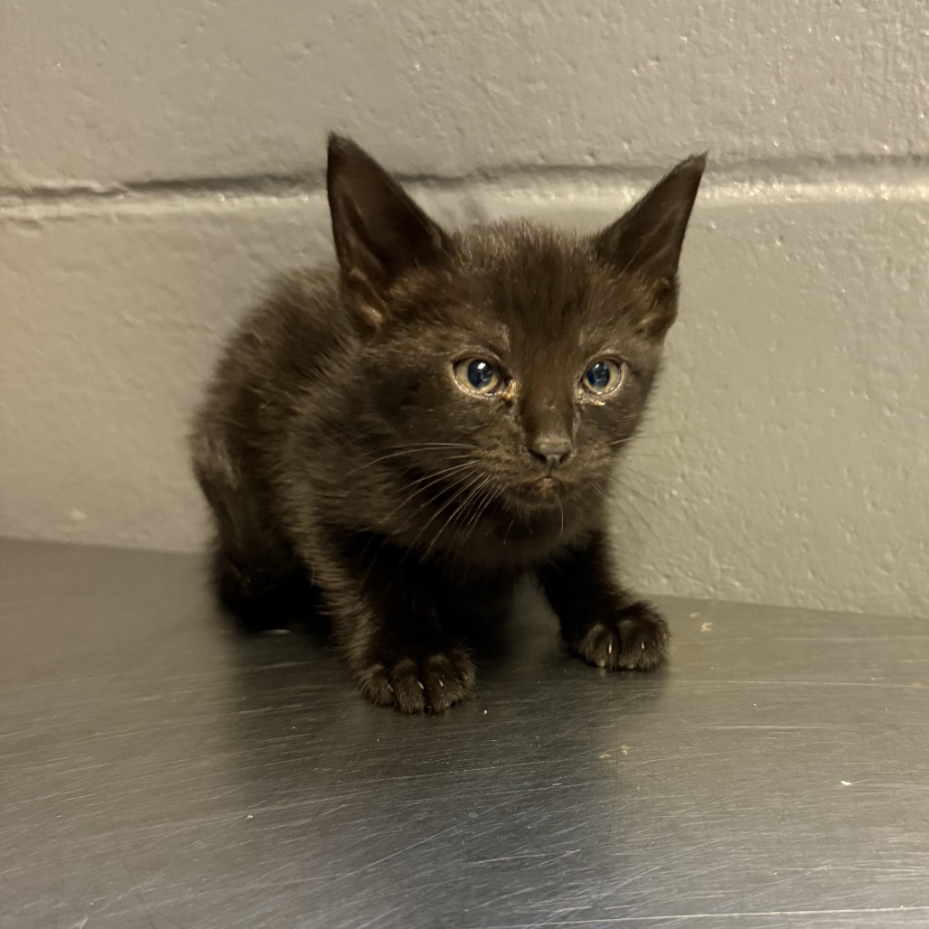 Tusc Stray 84543