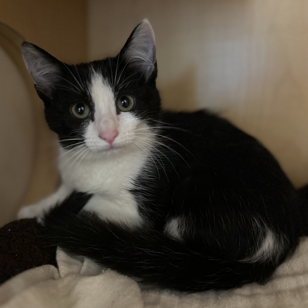 BLACK-TIP - Domestic Shorthair available for adoption