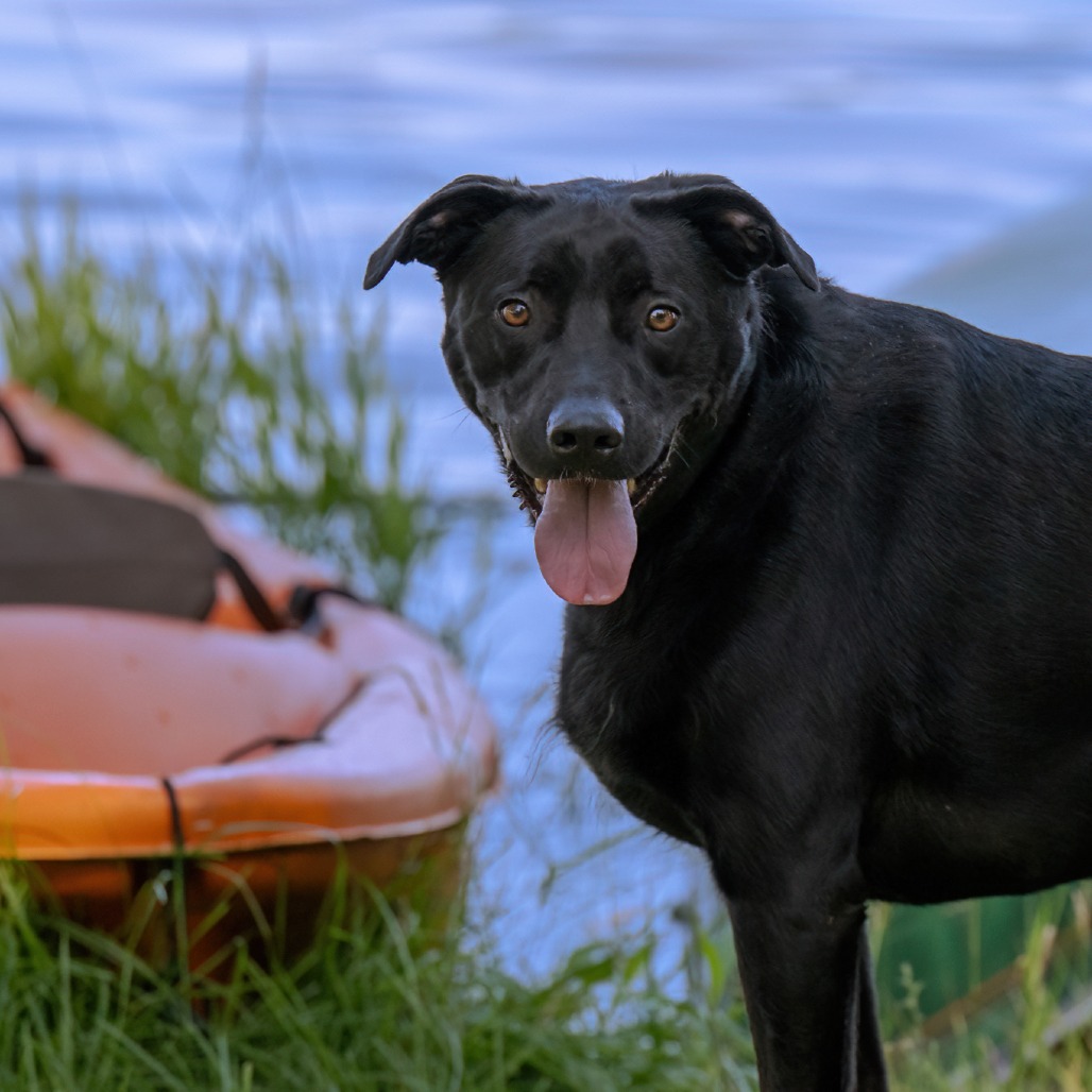 Animal Thumbnail