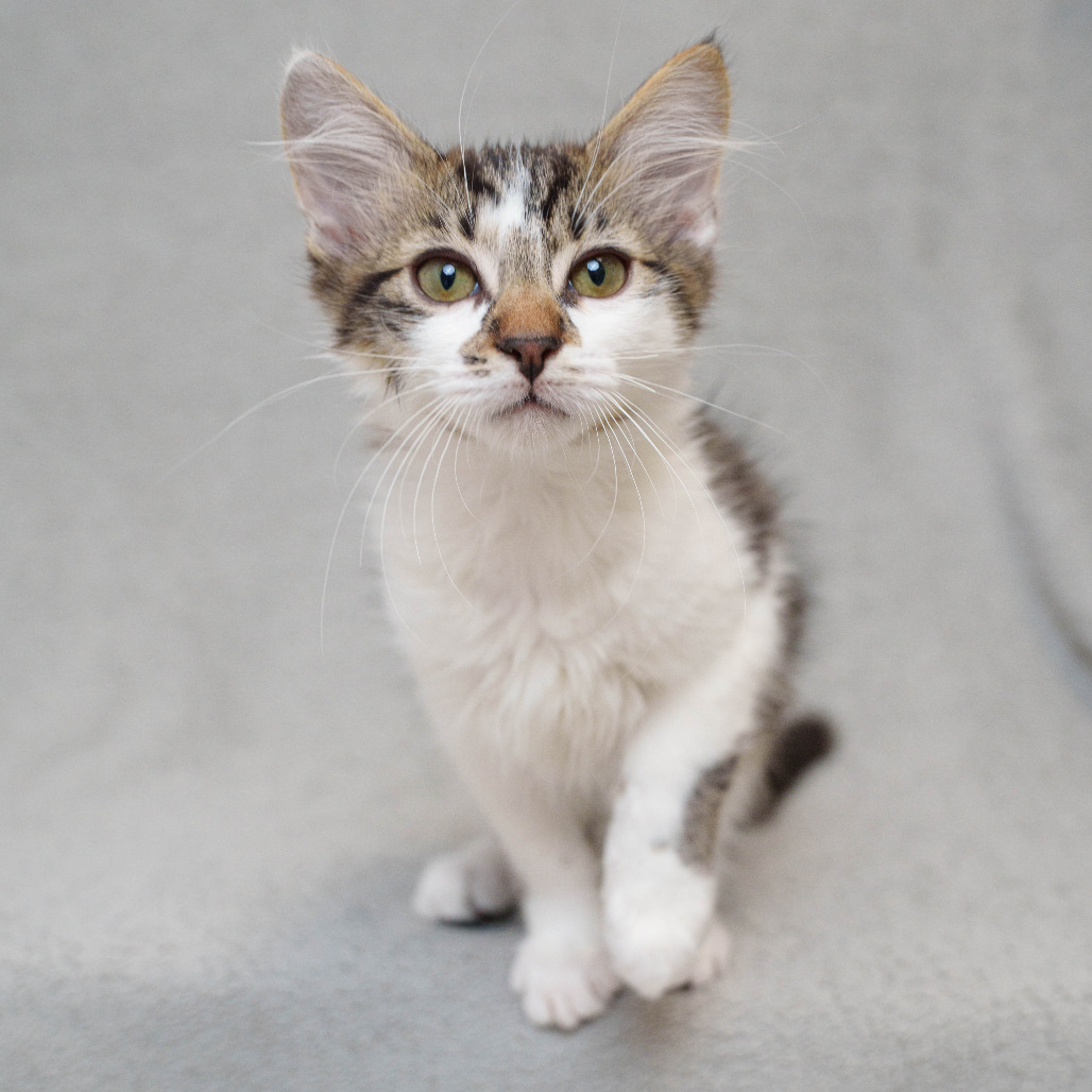TIM (NO COLLAR) - Domestic Medium Hair for adoption in Sunnyvale