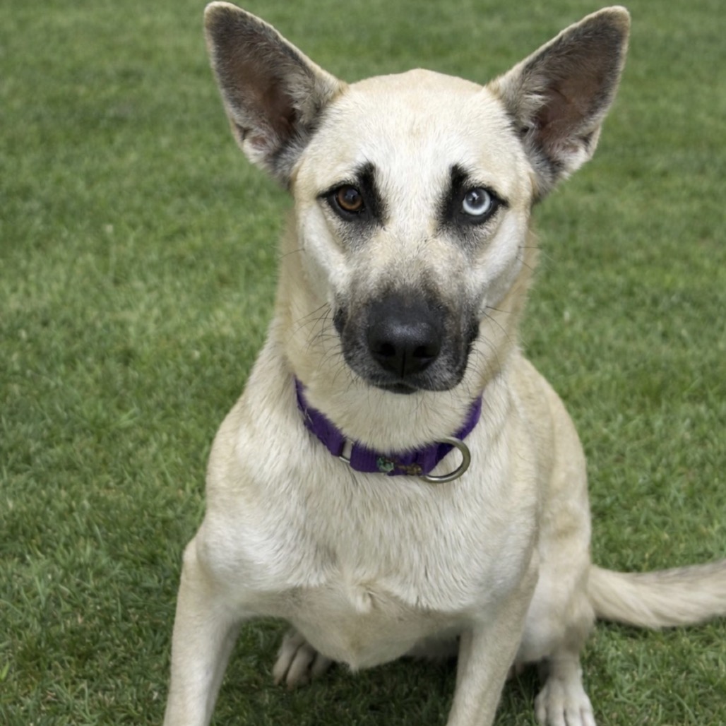 MYSTIQUE - Shepherd / Husky, Siberian available for adoption