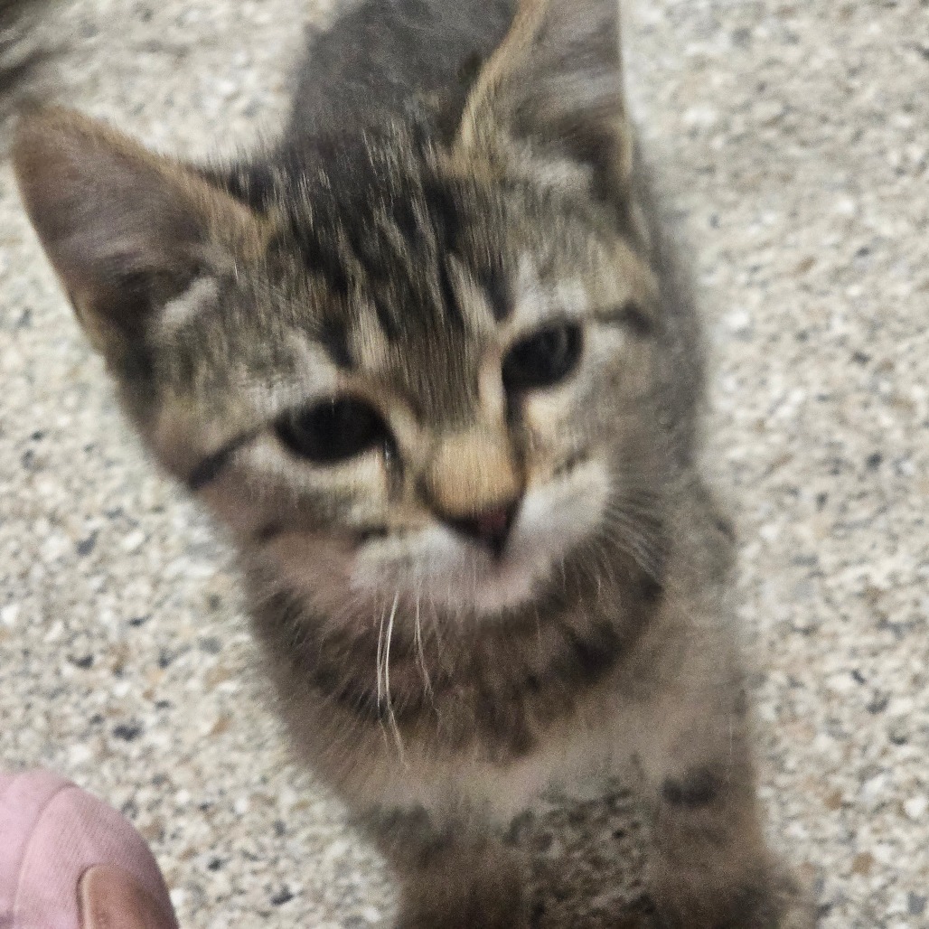 Downy — thumbnail 4