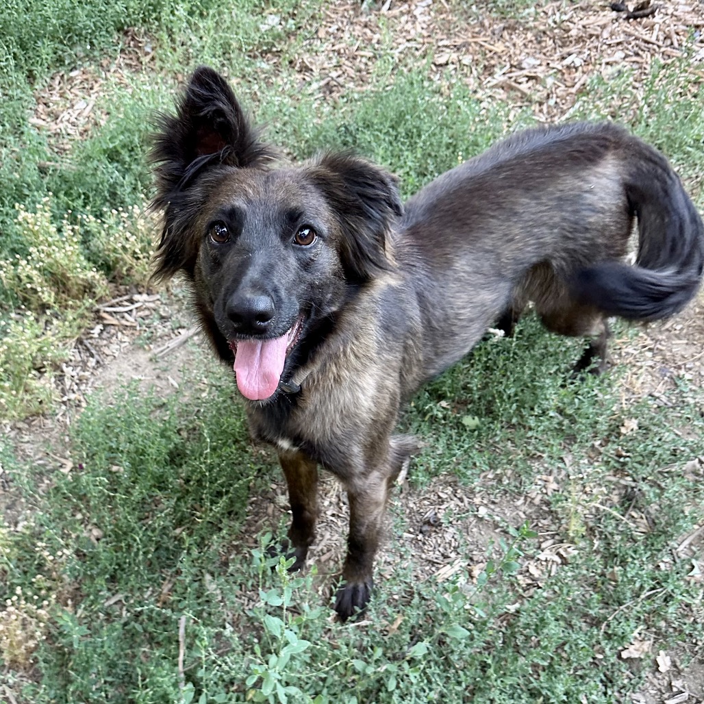 OLIVE, photo 6