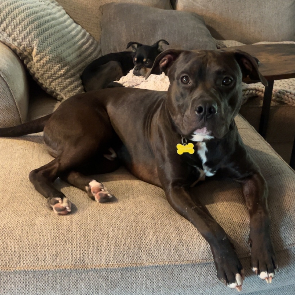 Creed--In Foster***ADOPTION PENDING***, photo 20