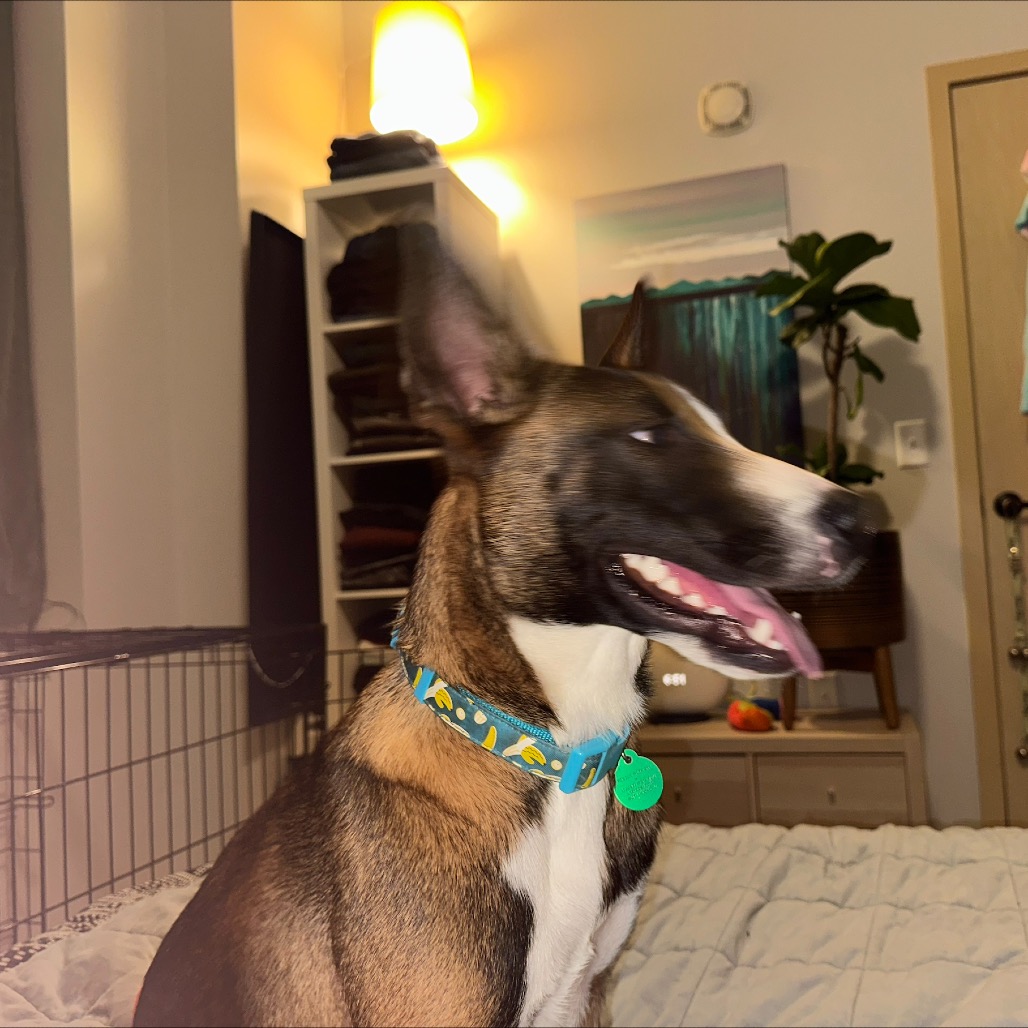 Cassius, photo 9
