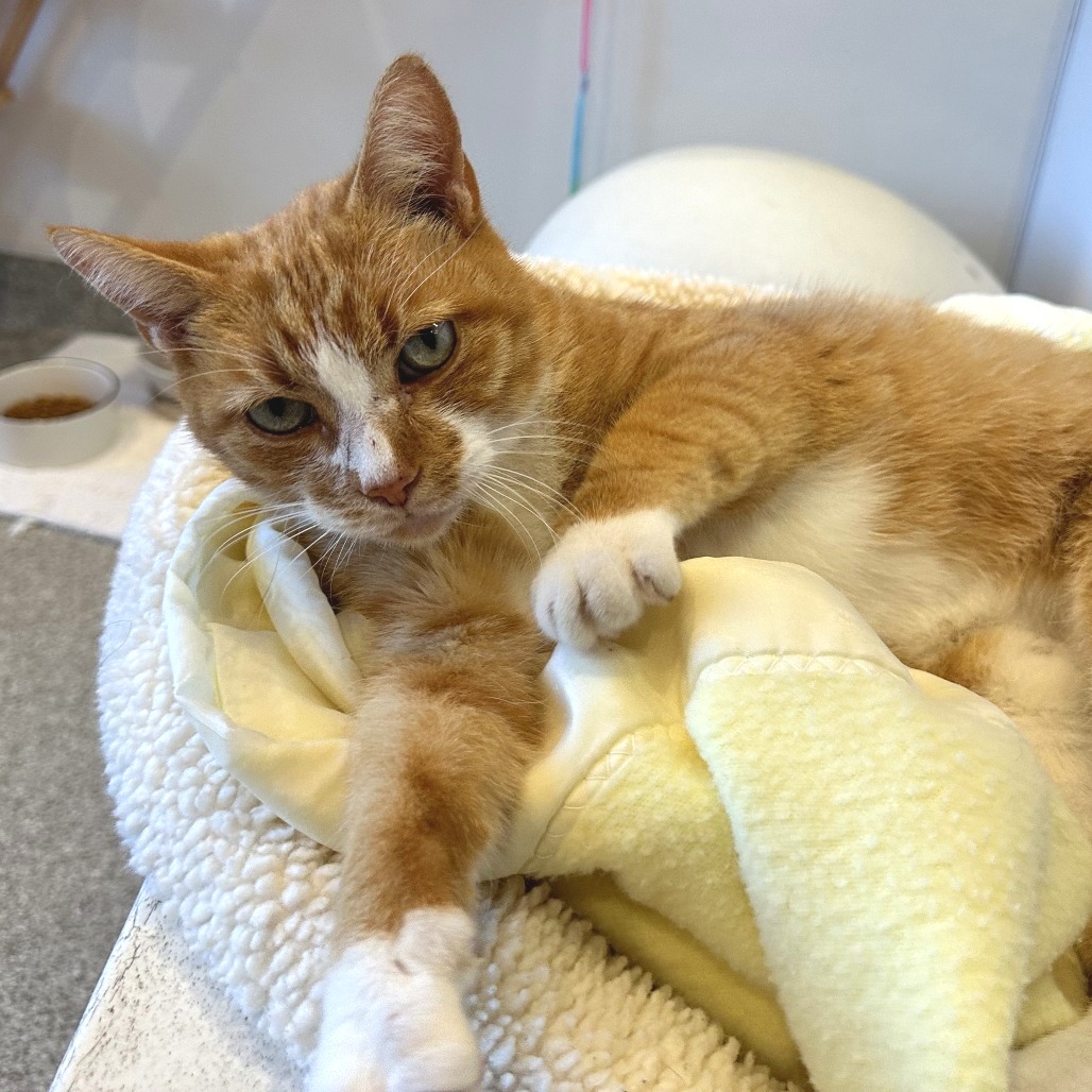 TURBO - Domestic Shorthair available for adoption