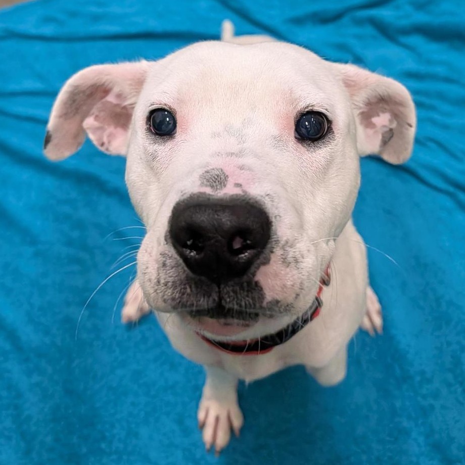 HELBERT - Mixed Breed (Medium) available for adoption