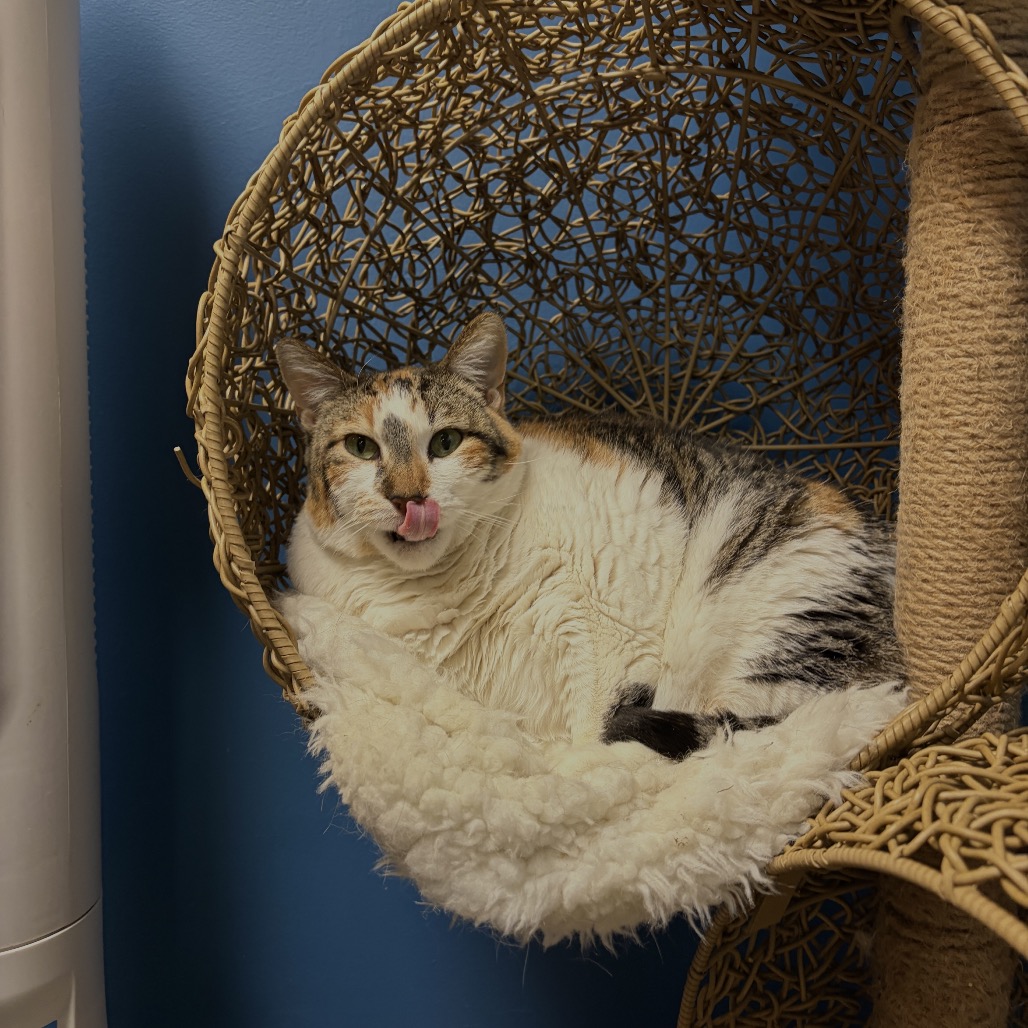Lumpalicious, photo 4