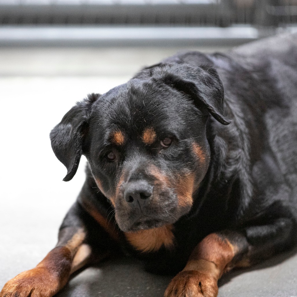Layla (JN26-11), photo 10