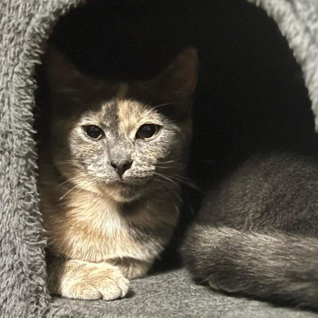Georgia, available for adoption