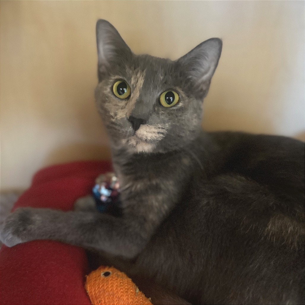 HANNAH - Domestic Shorthair available for adoption