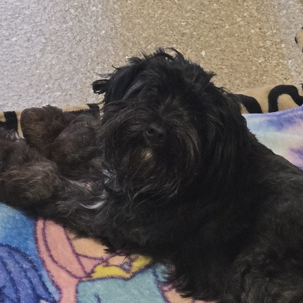CATALINA - Mixed Breed (Small) available for adoption