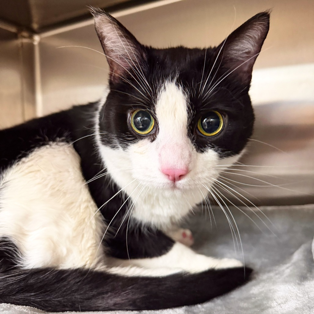 DOLLAR BILL - Domestic Shorthair available for adoption